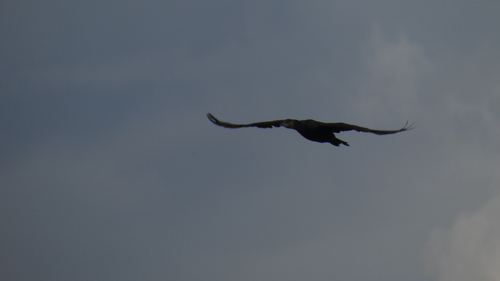 Great Cormorant