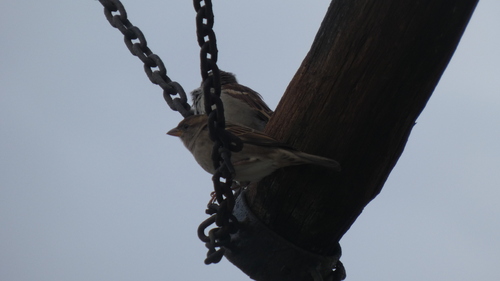 House Sparrow