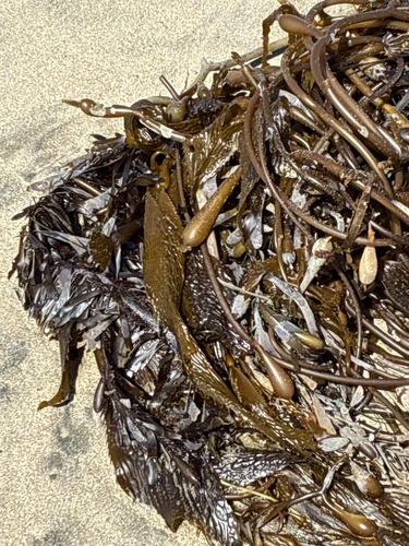 Feather Boa Kelp