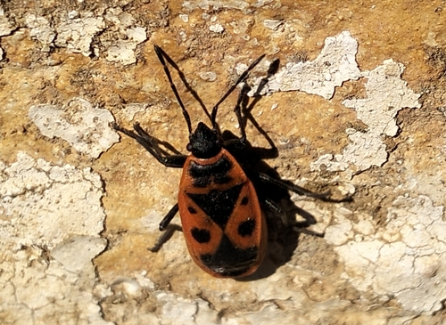 European Firebug