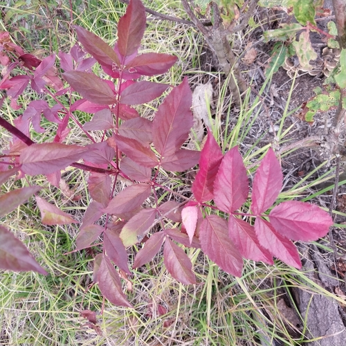bristly sarsaparilla
