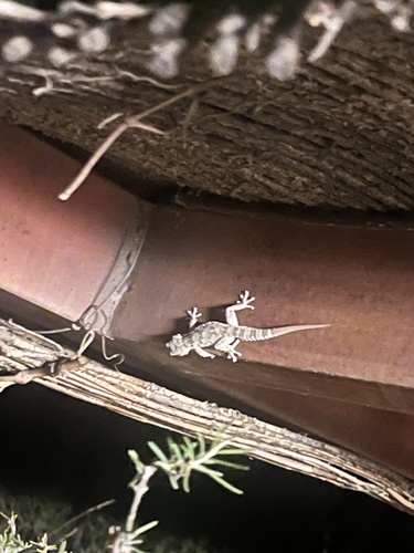 Moorish Gecko