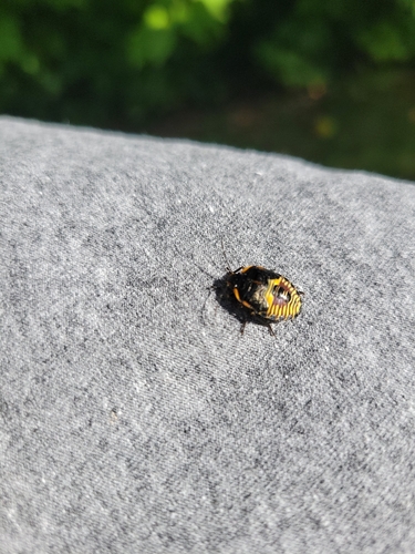 Green Stink Bug