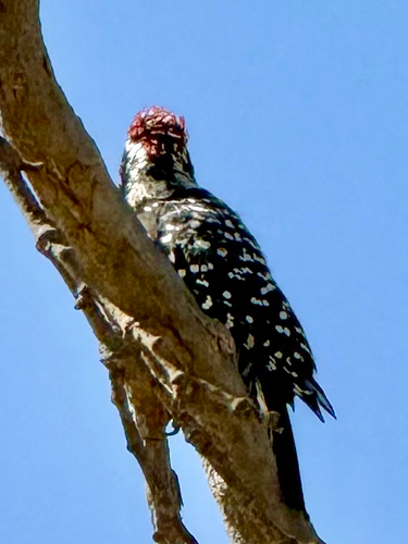Nuttall's Woodpecker