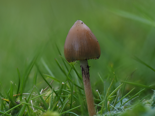 Liberty Cap