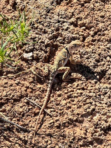 Eastern Collared Lizard
