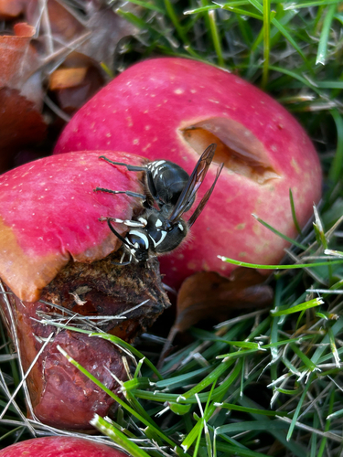 Bald-faced Hornet