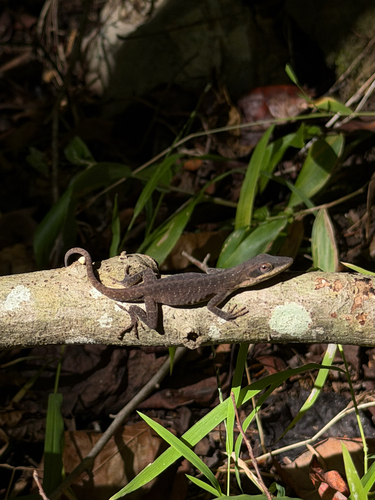 Green Anole