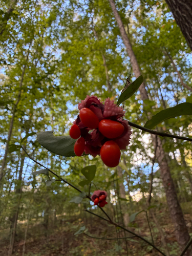 strawberry bush