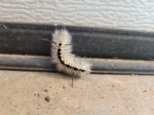 Hickory Tussock Moth