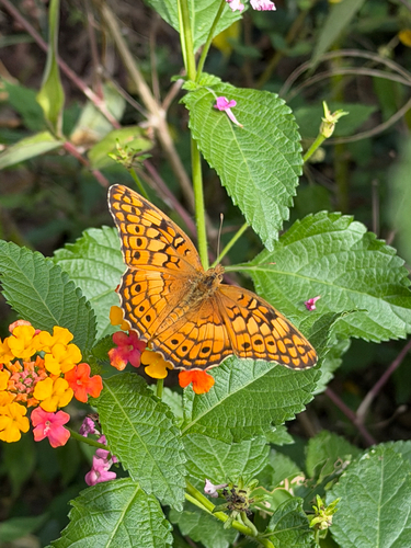 Variegated Fritillary