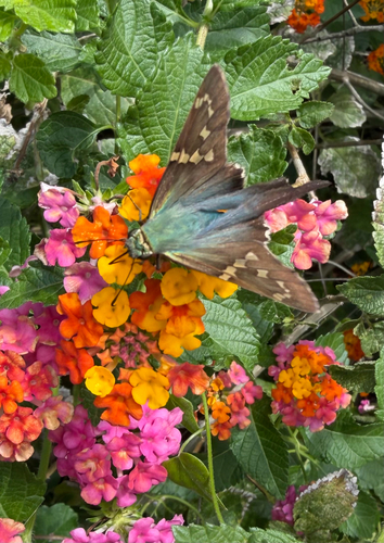 Long-tailed Skipper