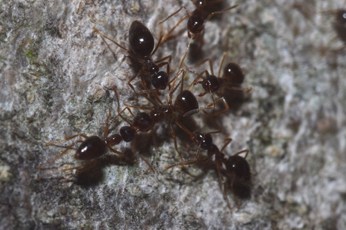 Eurasian Winter Ant