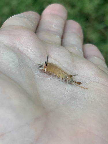 Banded Tussock Moth