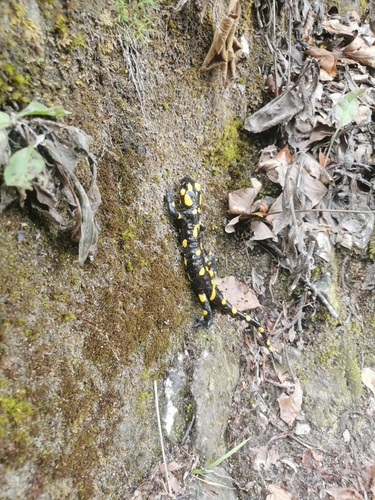 Fire Salamander