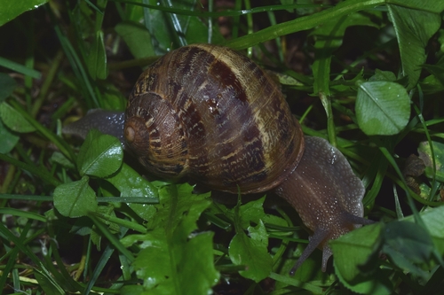 Garden Snail