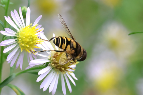Transverse-banded Flower Fly