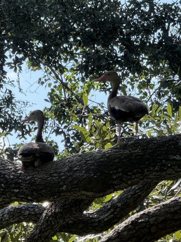 Black-bellied Whistling-Duck