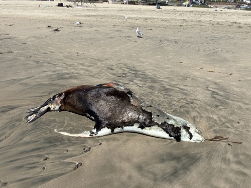California Sea Lion