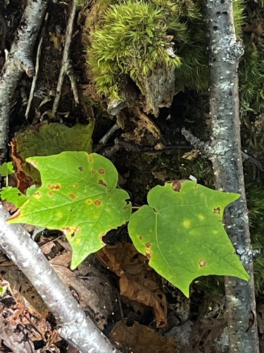 striped maple
