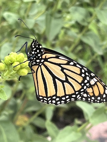 Monarch