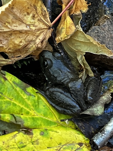 Green Frog