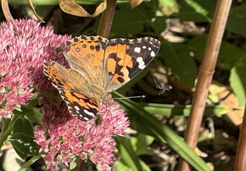 Painted Lady