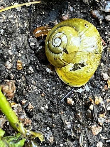 White-lipped Snail