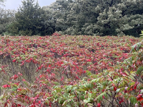 smooth sumac