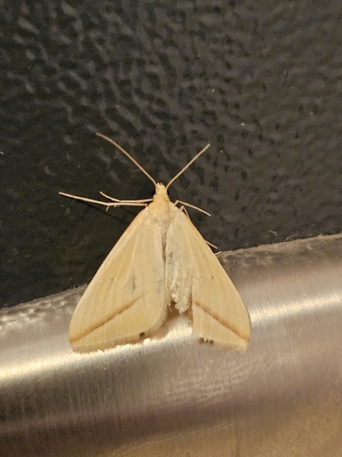 Vestal