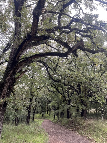 bur oak