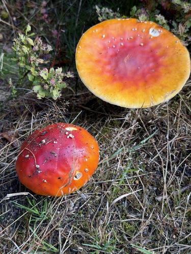 Fly Agaric