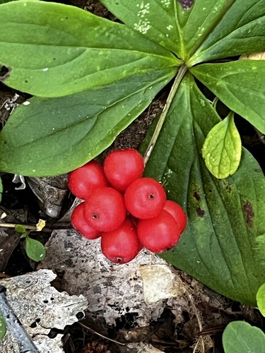 Canadian bunchberry