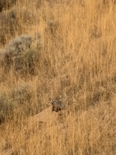 American Badger