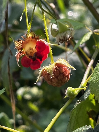 red raspberry
