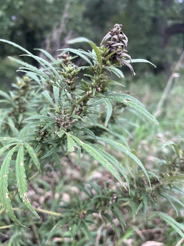 Cannabis