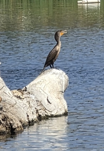 Double-crested Cormorant