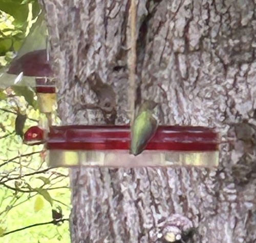 Ruby-throated Hummingbird