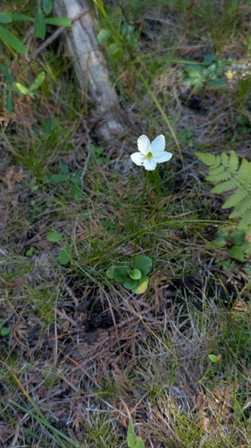fen grass of Parnassus