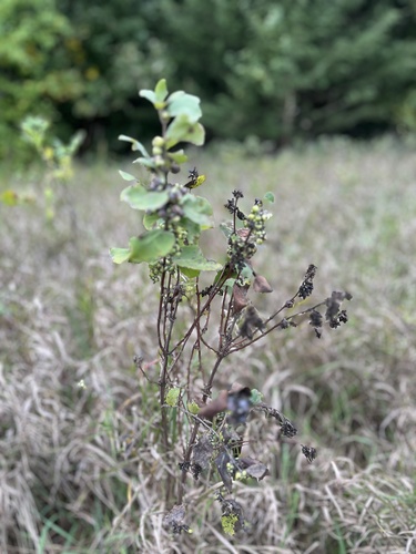 Western Snowberry