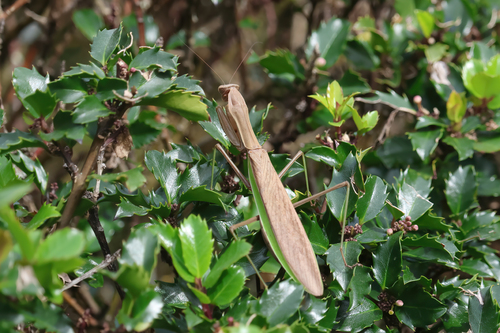 Chinese Mantis