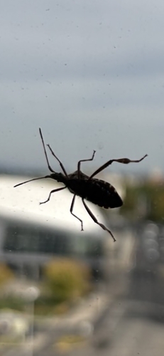 Western Conifer Seed Bug
