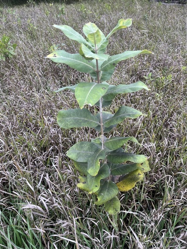 common milkweed