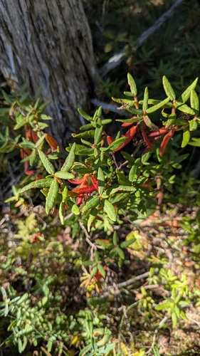 Bog Labrador Tea