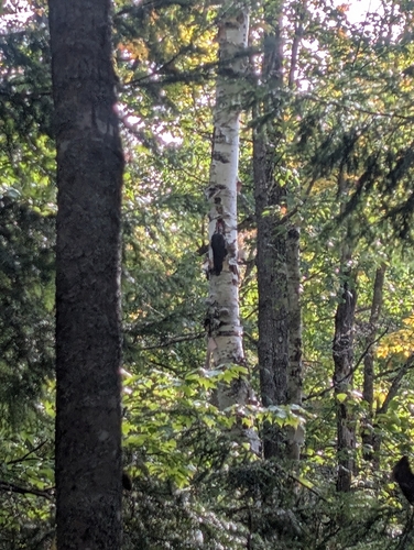 Pileated Woodpecker
