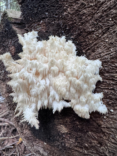 Bear's head