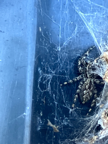 Tan Jumping Spider