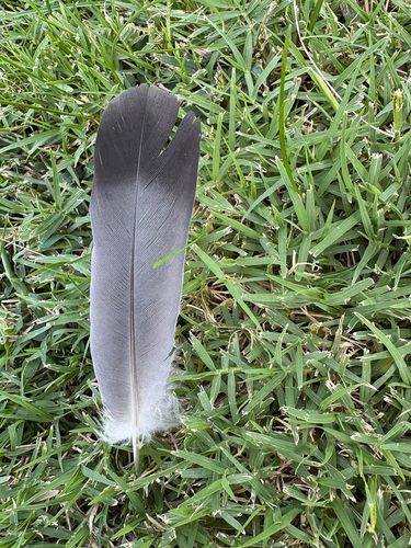 Feral Pigeon