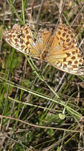 Silver-washed Fritillary