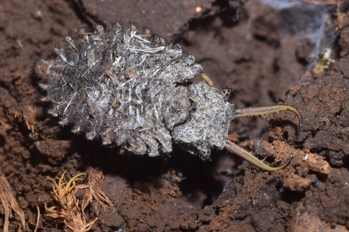 Libelloides macaronius